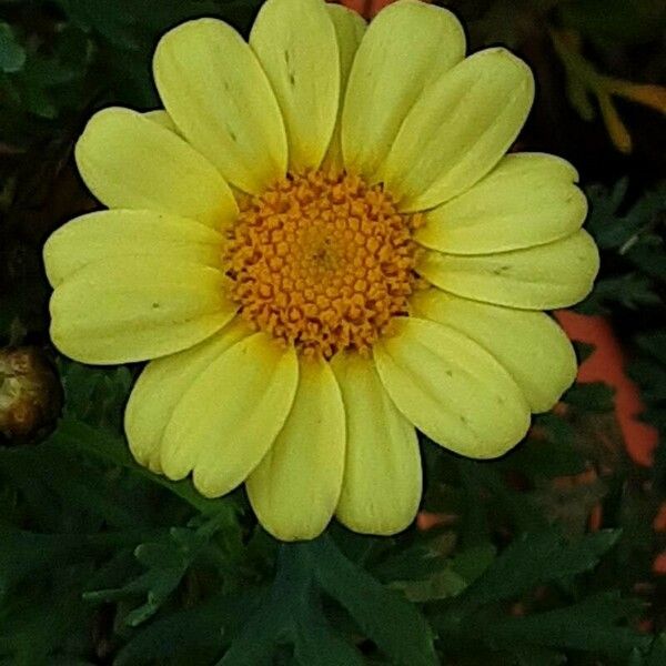 Argyranthemum frutescens Flower