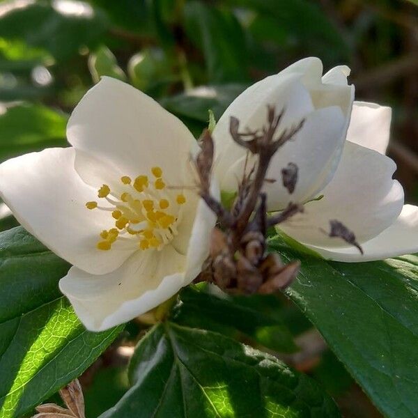 Philadelphus coronarius Blomma