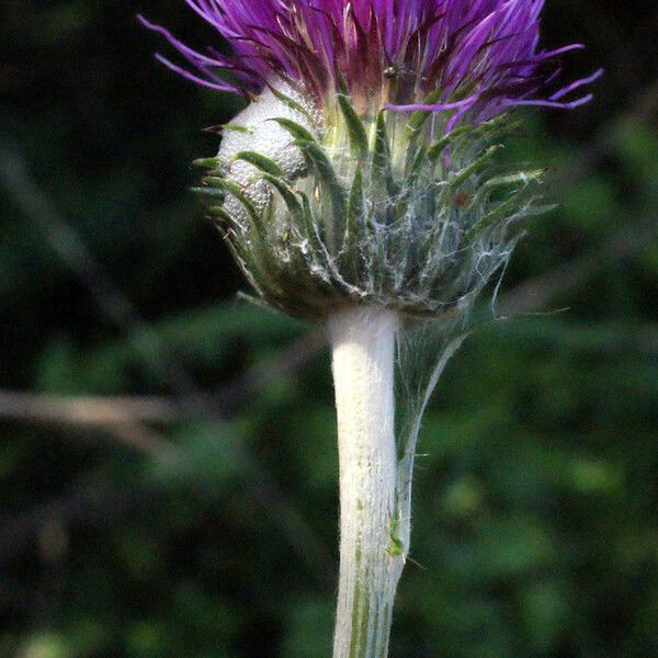 Cirsium filipendulum Flower