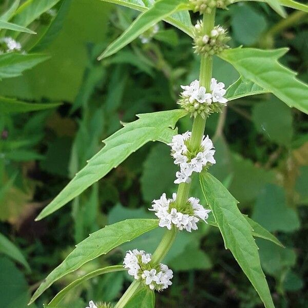 Lycopus europaeus Flower