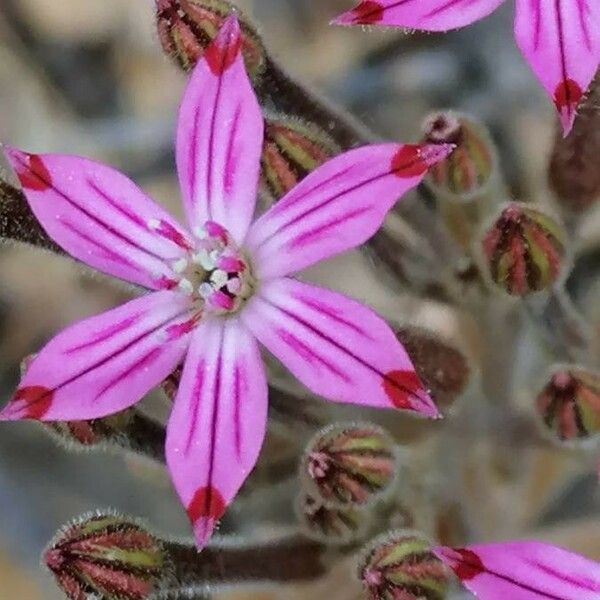 Pistorinia hispanica Flower