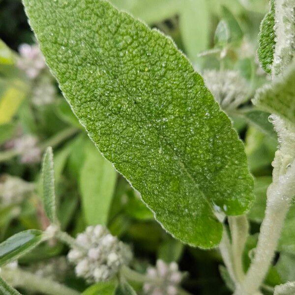 Phlomis purpurea Lapas