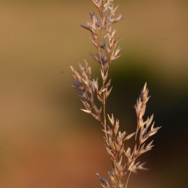 Agrostis canina Flower