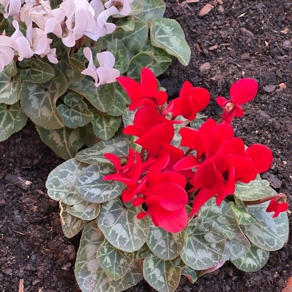 Cyclamen spp. Flower