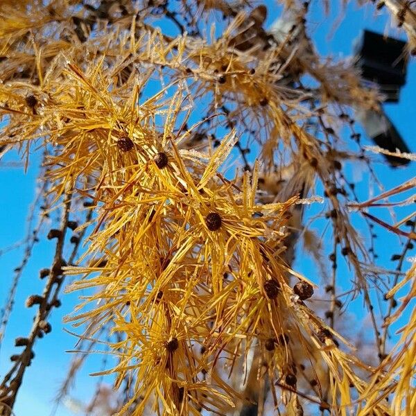 Larix decidua Blad