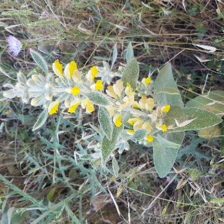 Phlomis kotschyana Blodyn