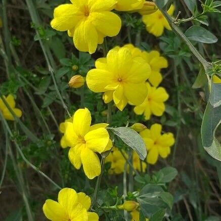 Jasminum mesnyi Flor