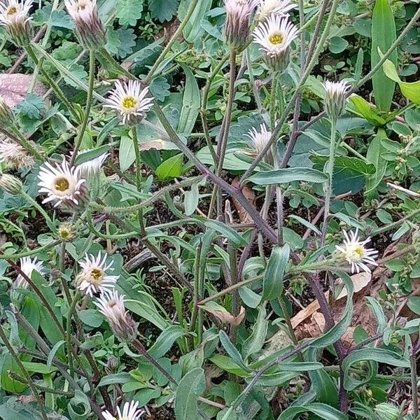 Erigeron acris عادت