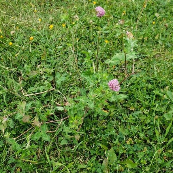 Trifolium pratense Характер