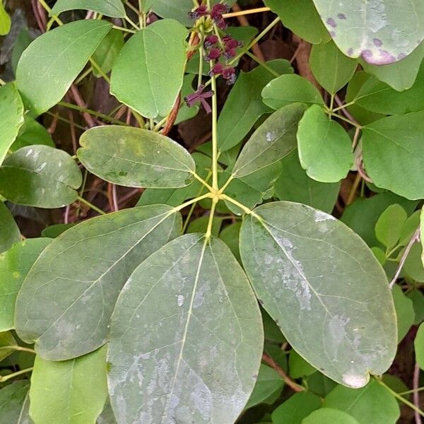 Akebia quinata Leaf