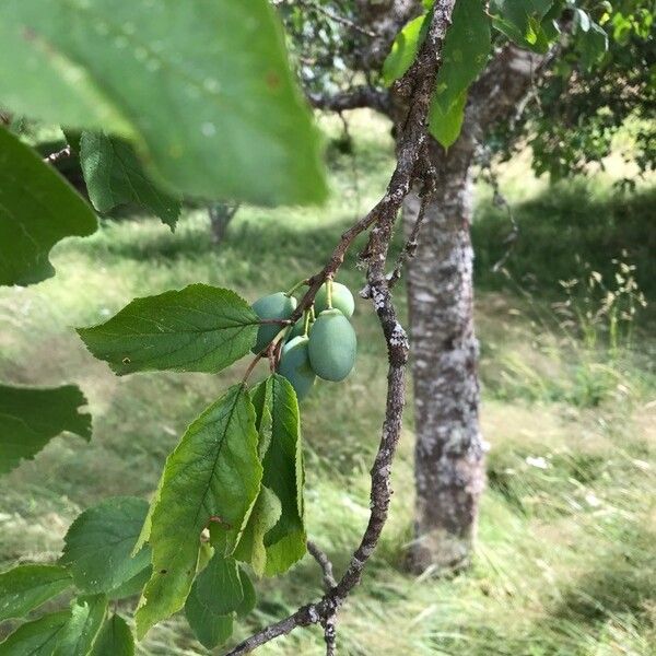 Prunus domestica ഫലം