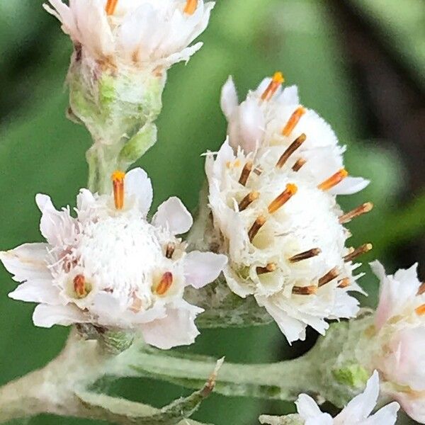 Antennaria plantaginifolia Flower