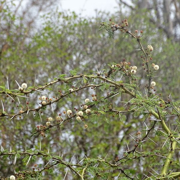 Vachellia xanthophloea Azala