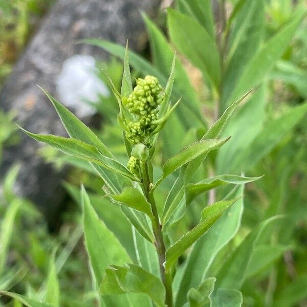 Solidago gigantea Λουλούδι