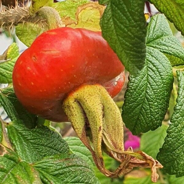 Rosa rugosa Frucht