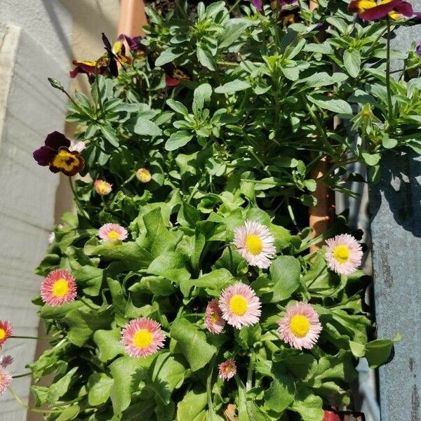 Erigeron glaucus Blodyn