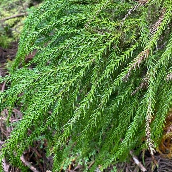 Araucaria nemorosa ᱥᱟᱠᱟᱢ