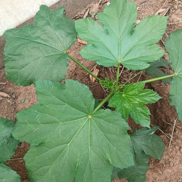 Abelmoschus esculentus Folha