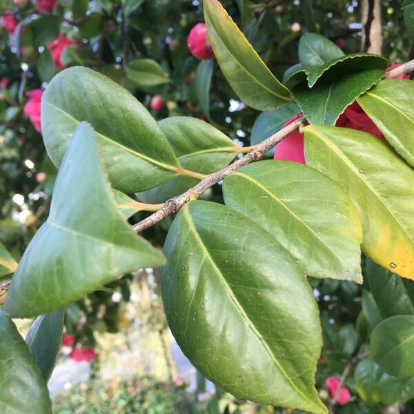 Camellia japonica Feuille