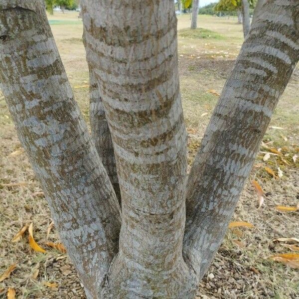 Cerbera manghas Bark