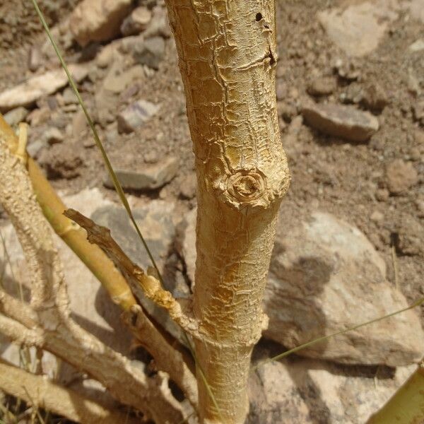 Calotropis procera Bark