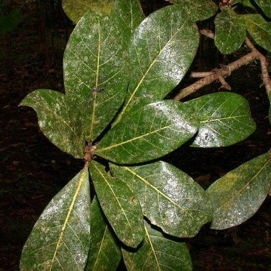 Ficus cahuitensis ഇല