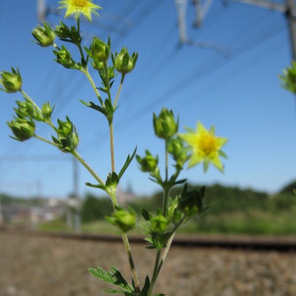 Potentilla intermedia Floare