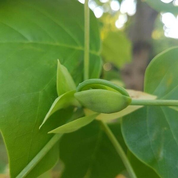 Liriodendron tulipifera Fruit