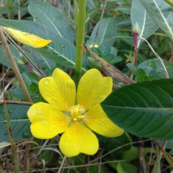 Ludwigia grandiflora Cvet