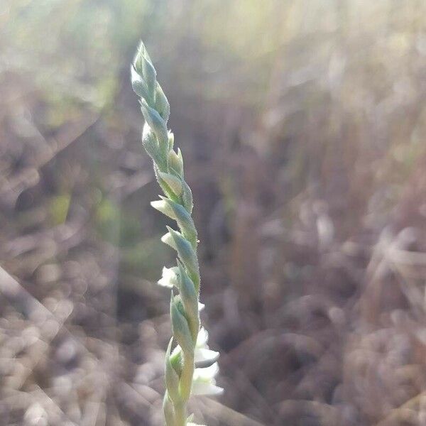 Spiranthes spiralis Flower