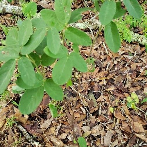 Crotalaria pallida Лист