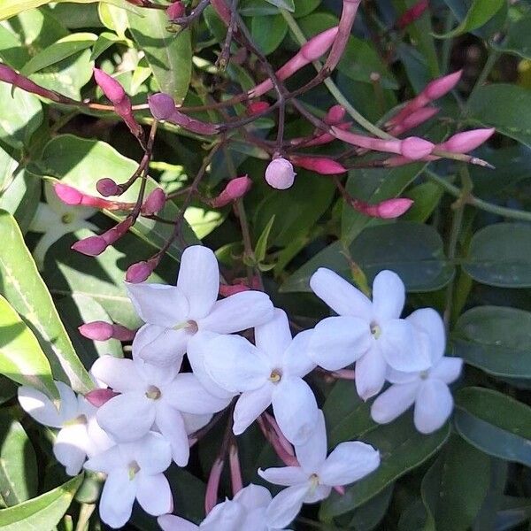 Jasminum polyanthum Kwiat