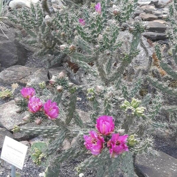 Cylindropuntia imbricata ശീലം