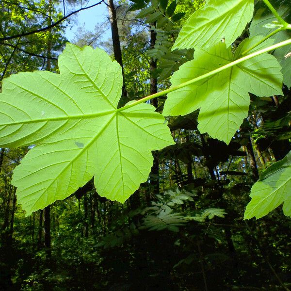 Acer pseudoplatanus 葉