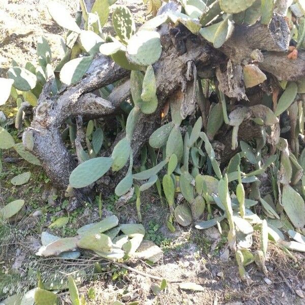 Opuntia maxima Lehti