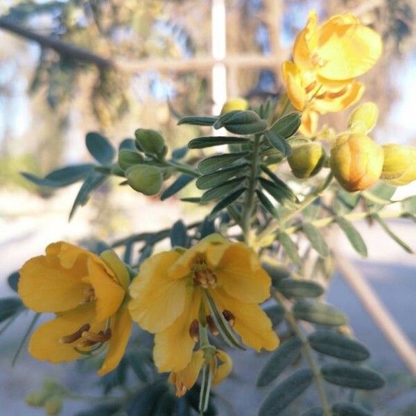 Senna multiglandulosa Blomma