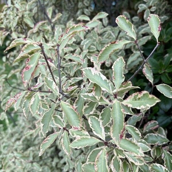 Pittosporum tenuifolium Fuelha