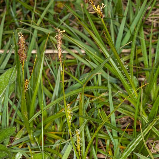 Carex hirta Blodyn