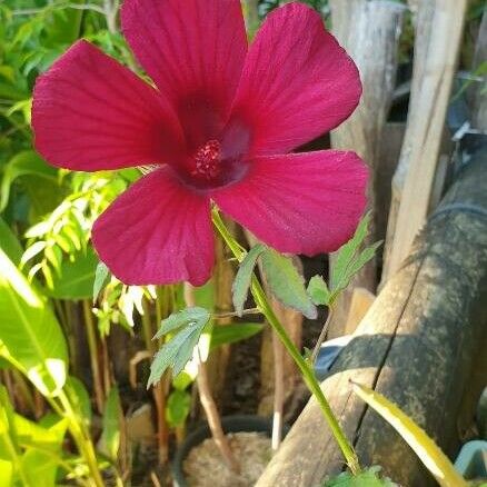 Hibiscus cannabinus 花