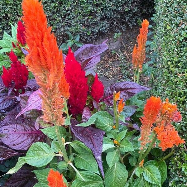 Celosia argentea Pokrój