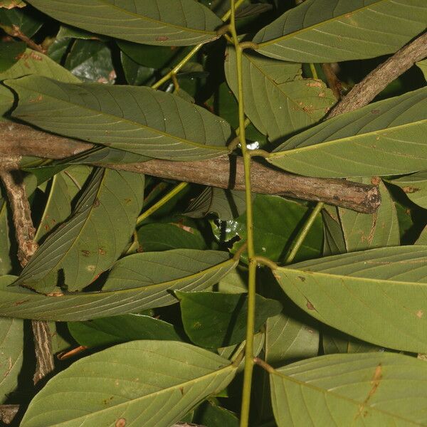 Machaerium floribundum Folha