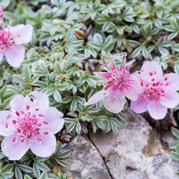 Potentilla nitida Цвят