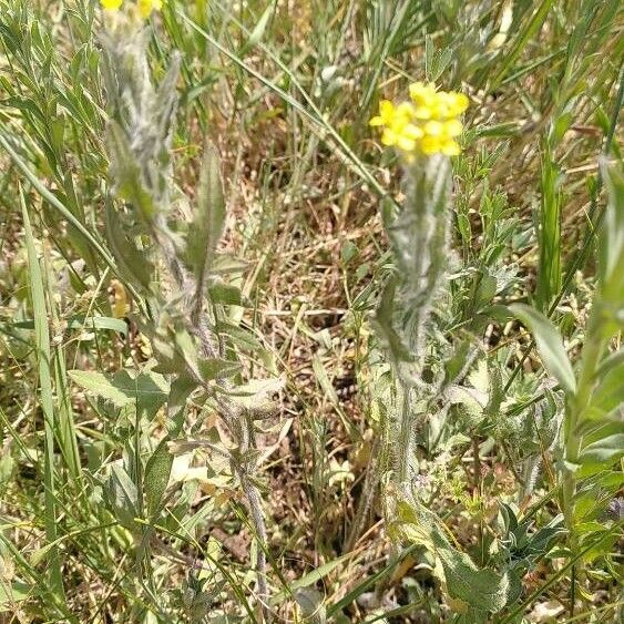 Achillea tomentosa Hábito