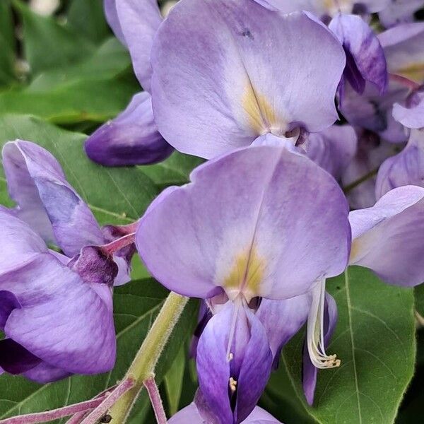 Wisteria sinensis Květ