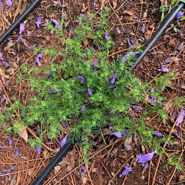 Lepidium didymum ഇല