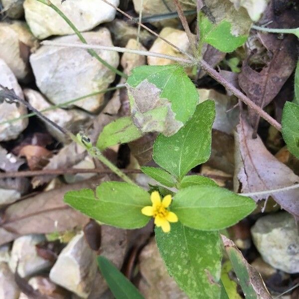 Calyptocarpus vialis Flor