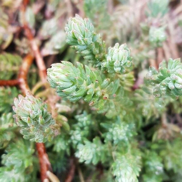 Petrosedum ochroleucum 叶