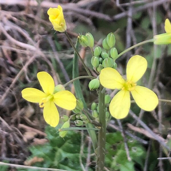 Coincya monensis Flor