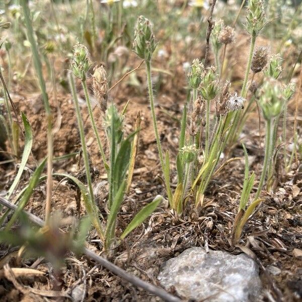 Plantago bellardii Характер