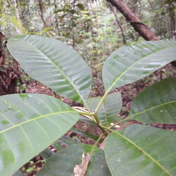 Macoubea guianensis Лист